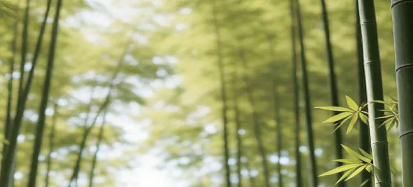 Sunlit bamboo forest