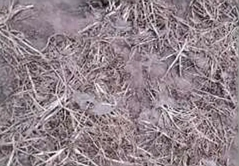 Field photo: fragments of film among straw